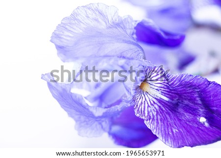 Iris blossom. Details taken using macro photography.