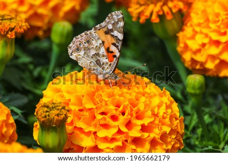 Beautiful Plain butterfly Painted lady (Vanessa cardui)  collecting pollen on orange flower, copy space.