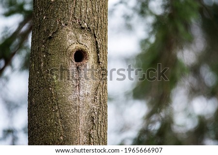 A hollow in the tree trunk. A nesting place for birds. Blurred background with sky and branches.