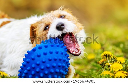 Playful happy cute funny pet dog puppy chewing, playing with a toy ball in the grass with flowers in spring