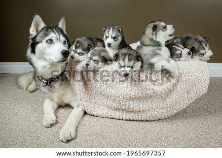Proud husky mother and her newborn pups