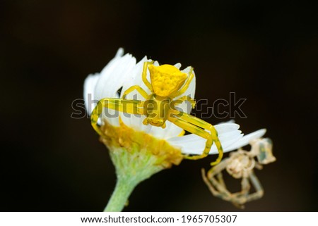 Macro of yellow crab spider (Misumena vatia) on petal daisy flower