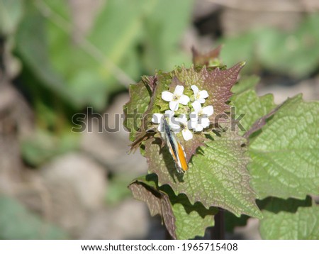 White flowers with admiral butterfly in morning sunlight, spring