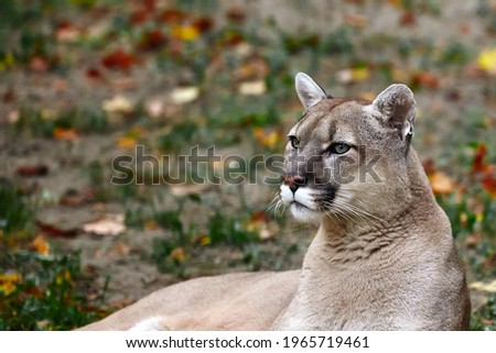 Portrait of Beautiful Puma in autumn forest. American cougar - mountain lion, striking pose, scene in the woods, wildlife America.