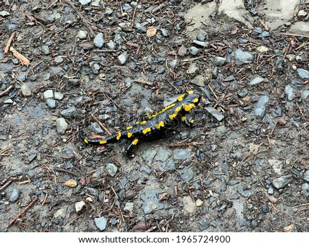 fire salamander on the hiking track