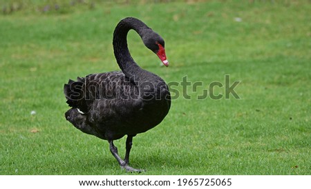 Large black swan in the park searching for food 