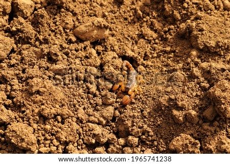Camouflaged scorpion.
Amazing camouflage animals.
close up yellow scorpion.
closeup scorpion.
insects, insect, bugs, bug.
animals, animal.
wildlife, wild nature.
forest, woods, desert.
garden, park