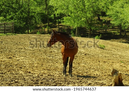 pictures of horses in the field