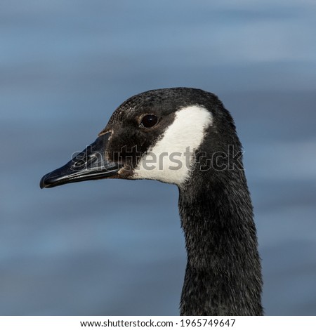 Portrait of a Canada Goose, water bird.