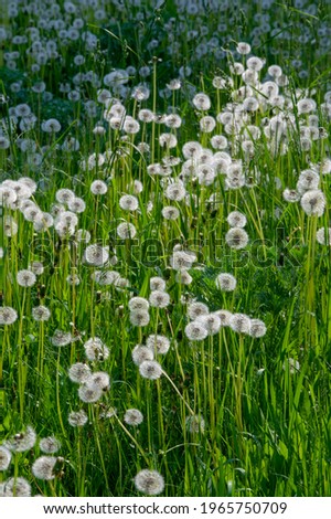 Taraxum dandelion, used as a medicinal plant. round balls of silvery crested fruit that run upwind. These balls are called "balls" or "clocks" in both British and American English. Royalty-Free Stock Photo #1965750709