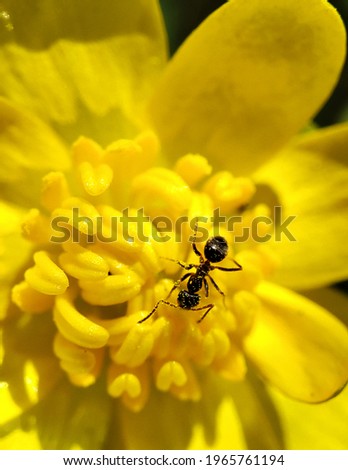 ant in the meadow drinks nectar from a yellow flower, the best photo wallpaper Macro photo. Close-up