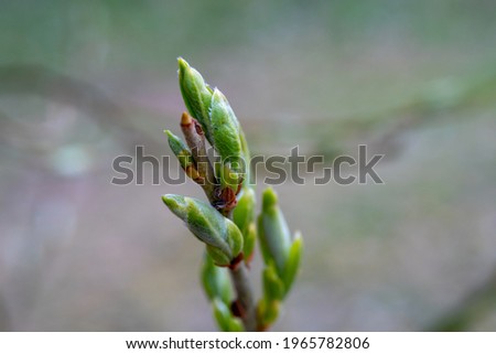 Unblown buds on trees macro. Bare young tree branches in spring in the garden close-up on a blurred background