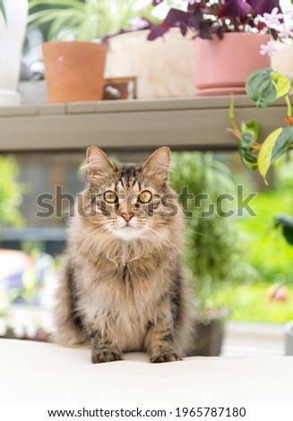 Fluffy Tabby Cat Relaxing on Outdoor Furniture on Patio