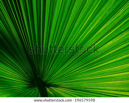 beautiful fan palm texture and color at sunlight