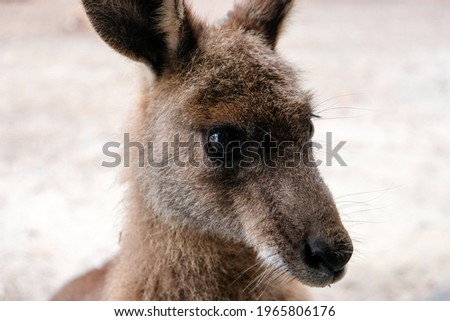 Close up of a kangaroo 