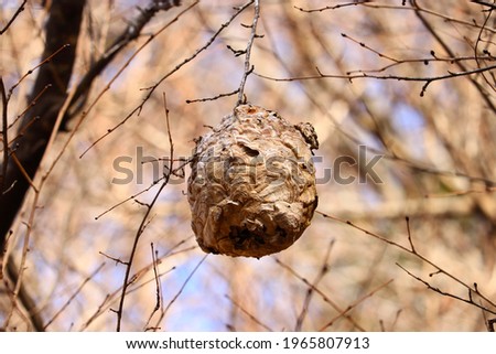 Beehive in the winter forest Royalty-Free Stock Photo #1965807913
