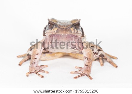 Portrait of a female white-lipped horned toad, Xenophrys major, on a white studio background. Royalty-Free Stock Photo #1965813298