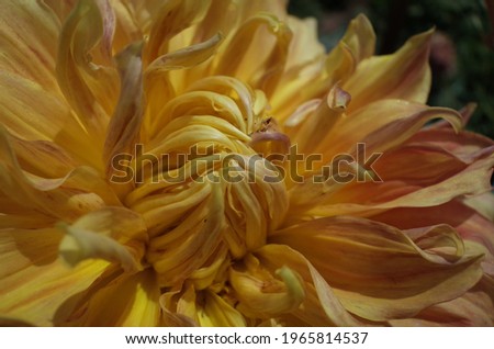 Yellow Flower Center of Dahlia in Full Bloom
