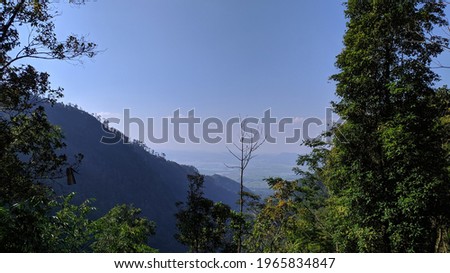 Tropical forest trees in Central Java, Indonesia. Trees grow on a sloping hill