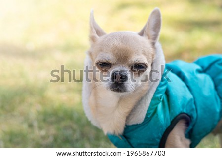  Funny Winking Chihuahua  dog on background with copy space .  Dog  Advertising and sale concept 