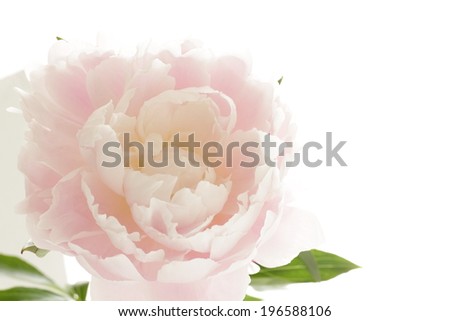 Chinese flower, pink Paeonia suffruticosa