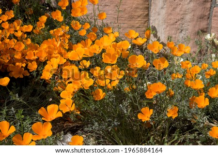Californian poppy ,Eschscholzia californica, also called gold poppy, is a species of the poppy family, Papaveraceae. Royalty-Free Stock Photo #1965884164