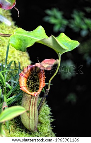 A picture of a beautiful and dangerous carnivorous plant