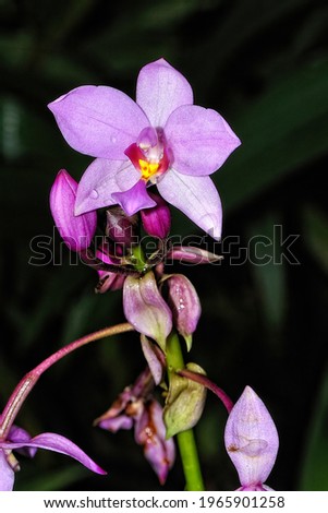 A picture of a colored beautiful orchid