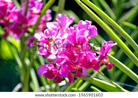 A picture of a colored beautiful orchid