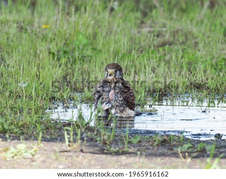 Female Kestrel (Chogenbo) is bathing comfortably during child rearing