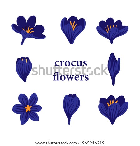 Set of spring purple, mauve, lilac crocus flowers. Delicate primroses for greeting cards for Mother's Day, Women's Day, Easter. Vector clip art in flat style. Floral design element on white background