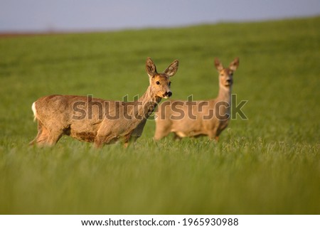 Curious female roe deer walking through field during spring sunset. Elegant pair of female deer on meadow at spring evening. Capreolus capreolus.