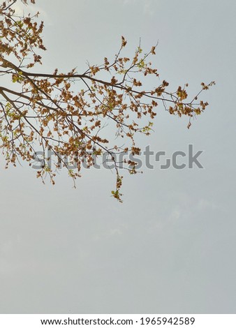 beautiful picture of branches and leaves with a background of sky