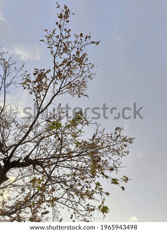 beautiful shot of a tree with sky in the background in autumn,fall