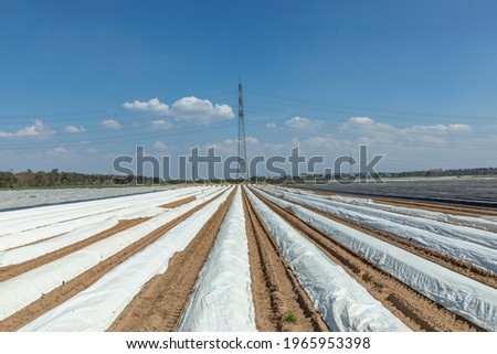 aspargus field in springtime with ripe aspargus and foil to keep the warmness
