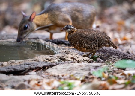 A green - legged partridge is standing on a water basin with a blurred picture of a lesser - mouse deer as a background.