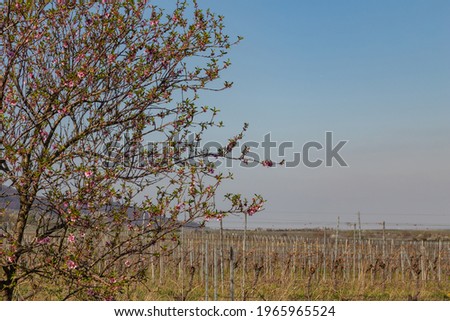 almond tree blossom in german region palatinate