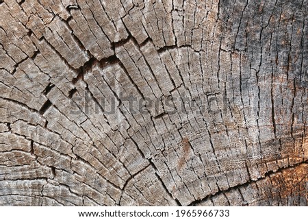 old sawn tree warm gray and brown background