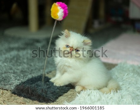 Cute Persian kitten sitting next to a wobbly cat toy looking attentively 