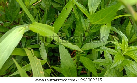 Photo of wild plants in green, leaves look fresh, perfect for background