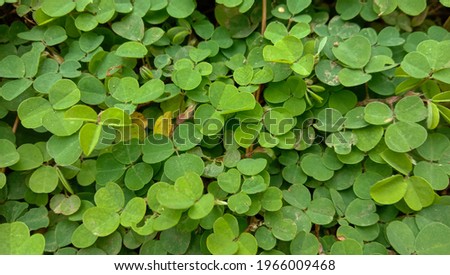 Background with green leaves for Saint Patrick's Day, believed to be a symbol of good luck.