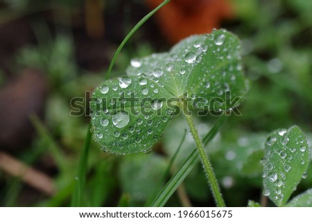 Raindrops on the leaves of the clover, a picture taken with the macro
