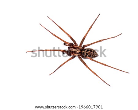 Giant house spider aka Eratigena duellica Royalty-Free Stock Photo #1966017901