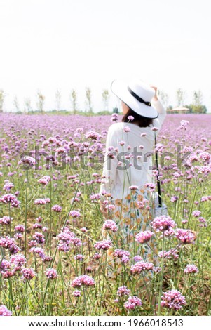Girl walks through field of flowers, a field of Purpletop Vervain (Verbena Bonariensis)