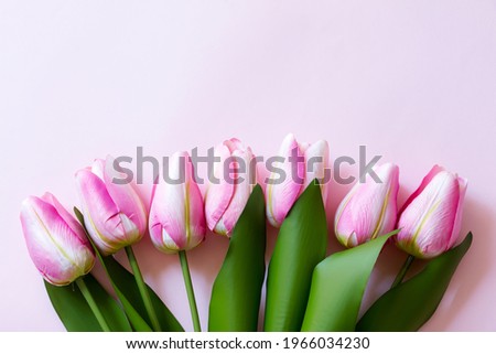 Rows of pink Tulip flower on pink background. Mother's day concepts
