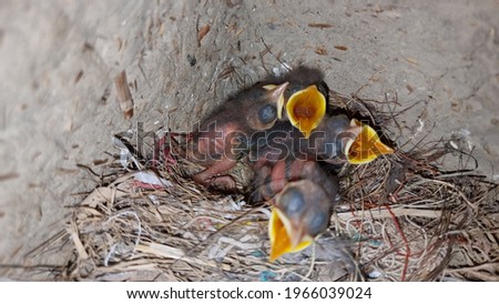 Brown rock chat (Cercomela fusca) chicks opening mouth for food  photo from nature wildlife