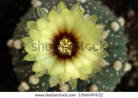 Top View of Petal Astrophytum asterias cactus show yellow flower blossom.Plants on blur background . Minimal creative style.selective focus with copy space.