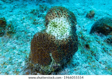 Stony Coral Tissue Loss Disease (SCTLD) has begun to eat away at this star coral. The destructive disease is destroying reefs throughout the Caribbean Royalty-Free Stock Photo #1966055554