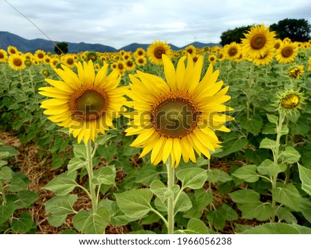 A collection of beautiful yellow and orange sunflowers blooming in the breeze and sunlight with a mountain background that can be applied to various works such as posters, photos for articles, covers,
