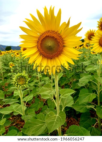 A collection of beautiful yellow and orange sunflowers blooming in the breeze and sunlight with a mountain background that can be applied to various works such as posters, photos for articles, covers,